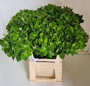 Hydrangea rhapsody