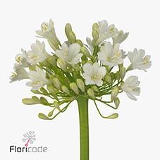 Agapanthus grace