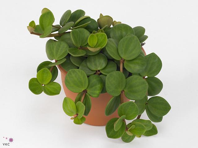 Peperomia tetraphylla Hope