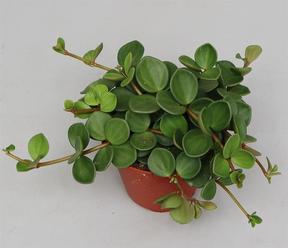 Peperomia tetraphylla Hope