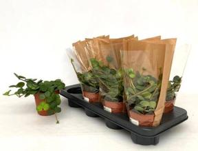 Peperomia tetraphylla Hope