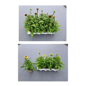 Echinacea mix
