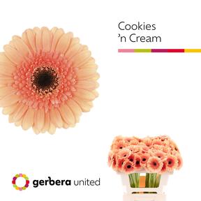 Germini plastic cookies n cream