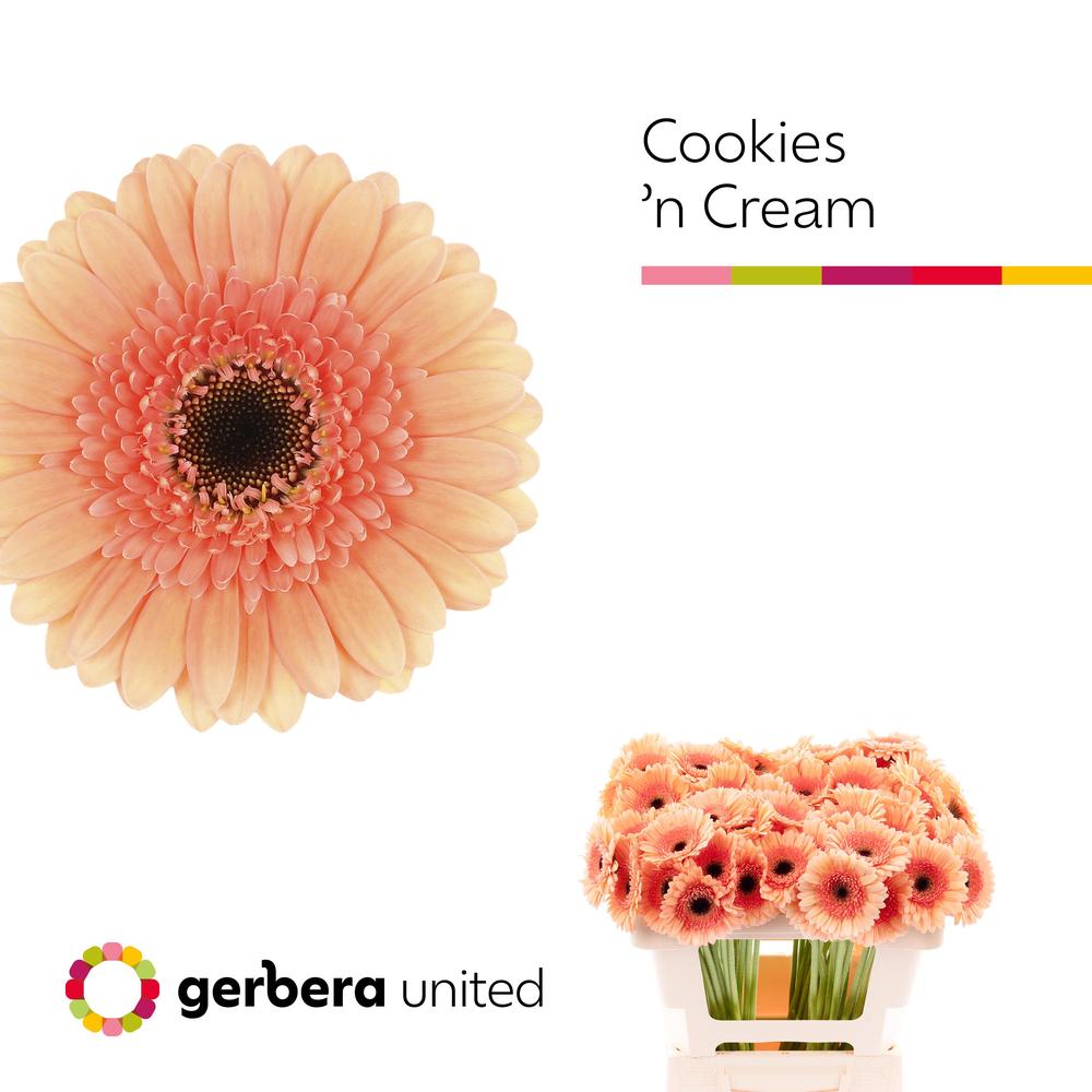 Germini plastic cookies n cream