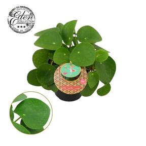 Pilea peperomiodes