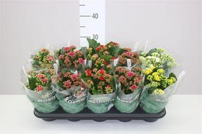 Pilea peperomiodes