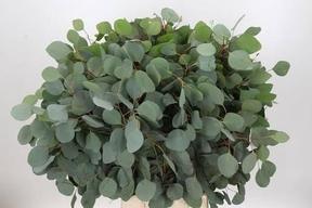 Zeleň - eucalyptus populus