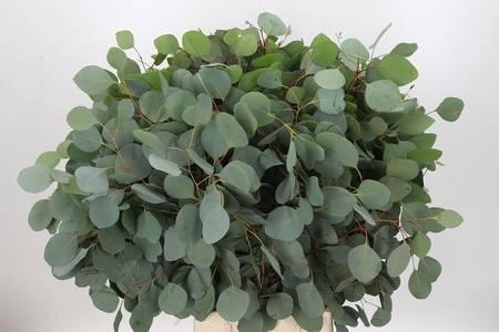 Zeleň - eucalyptus populus