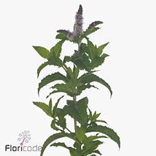 Mentha tigra