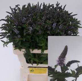 Mentha tigra