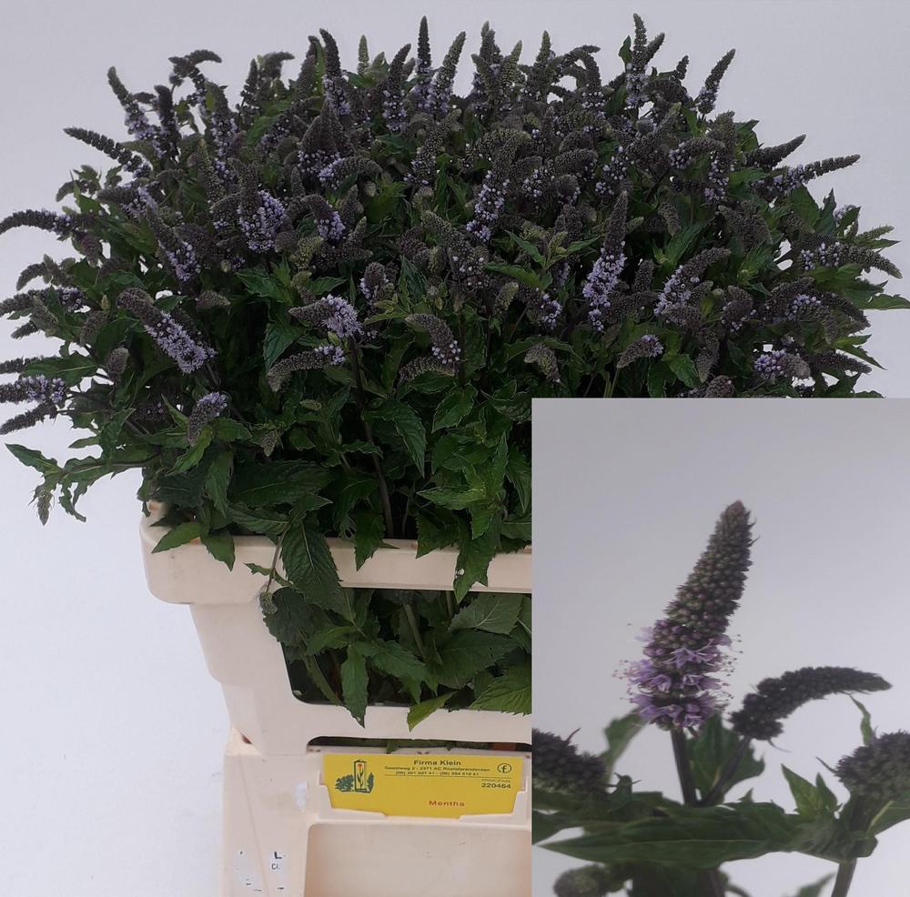 Mentha tigra