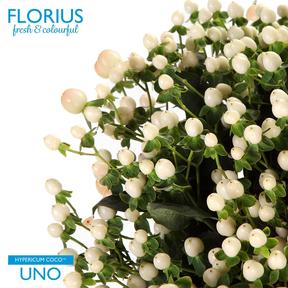 Hypericum coco uno