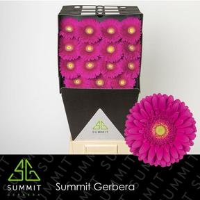 Gerbera diamond flamenco