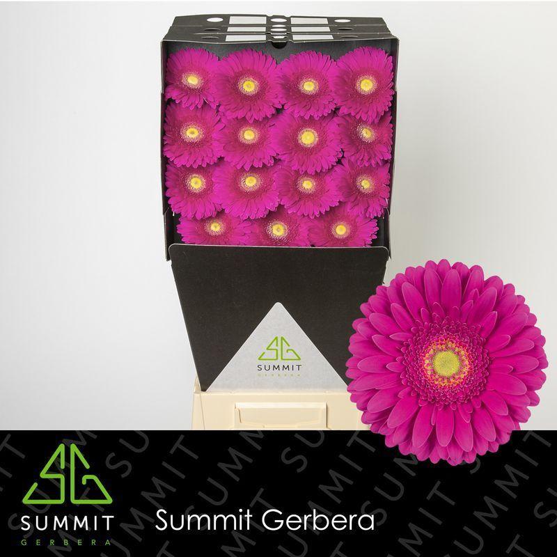 Gerbera diamond flamenco