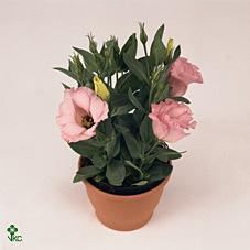 Eustoma pink