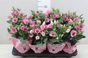 Eustoma pink