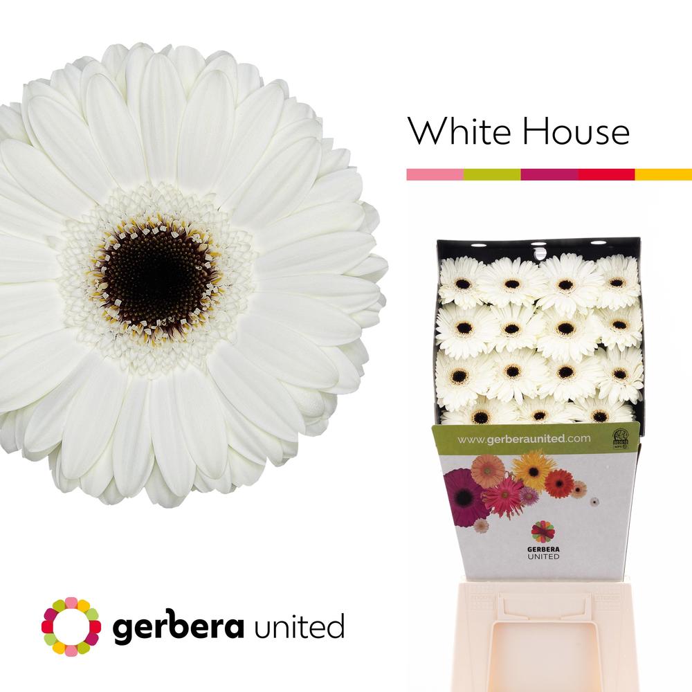 Gerbera diamond white house