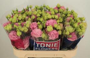 Eustoma du alissa rose pink