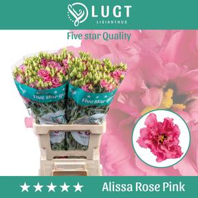 Eustoma du alissa rose pink