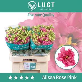 Eustoma du alissa rose pink