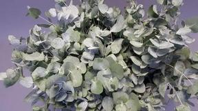 Zeleň - eucalyptus cinerea