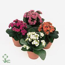 Kalanchoe special + obal
