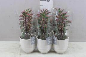 Kalanchoe special + obal