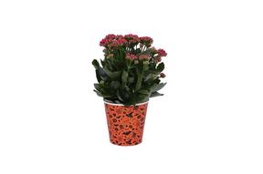 Kalanchoe special + obal