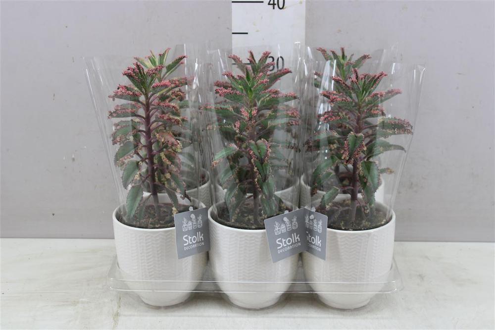 Kalanchoe special + obal