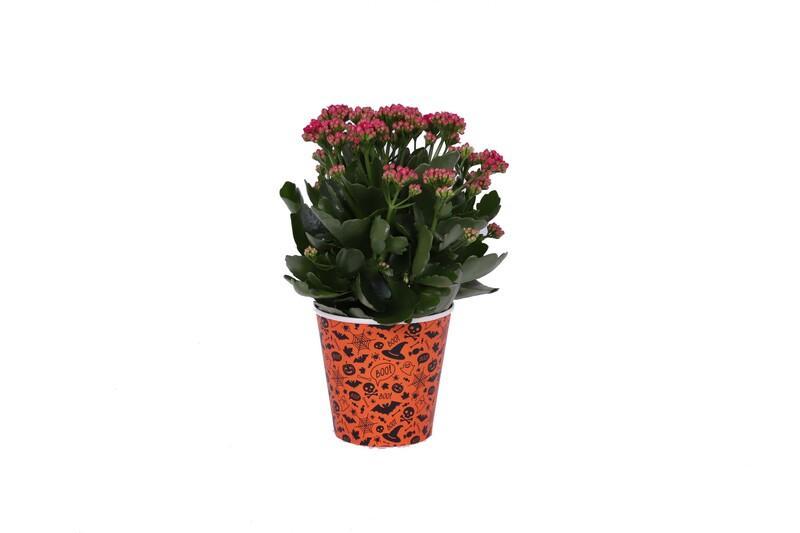 Kalanchoe special + obal