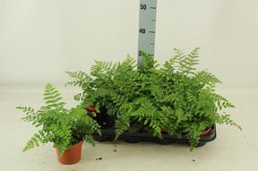Asplenium parvati