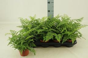 Asplenium parvati