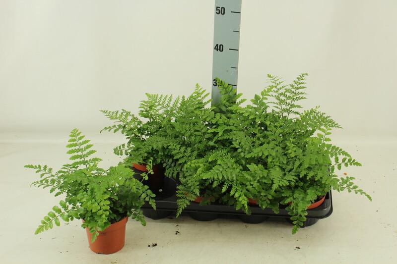 Asplenium parvati