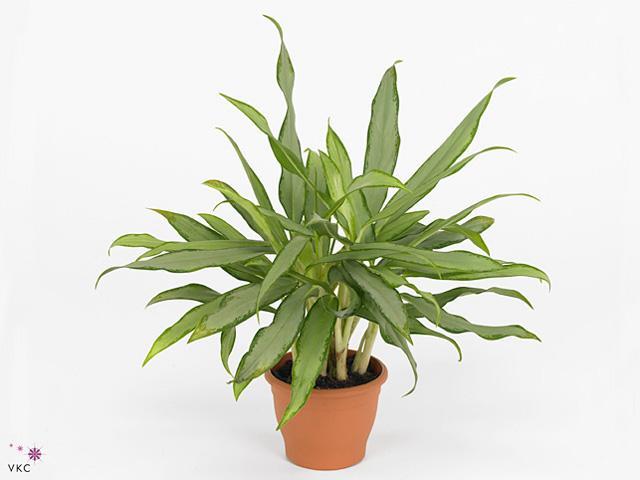 Aglaonema White Lance