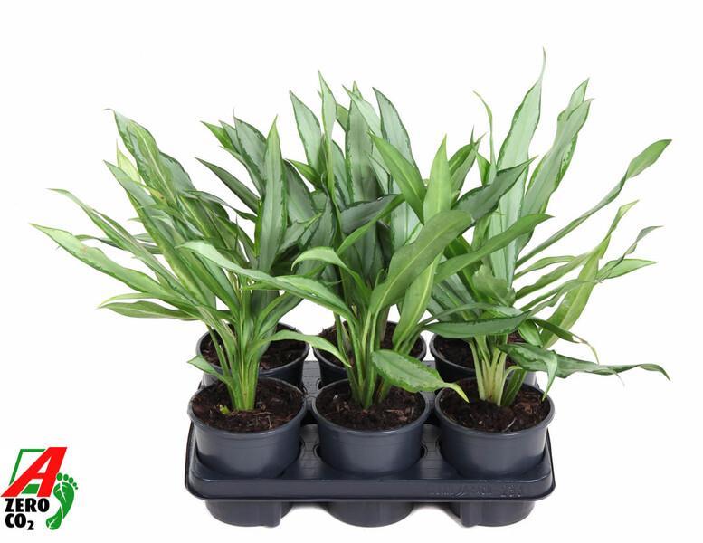 Aglaonema White Lance