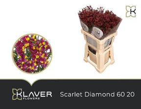 Limonium scarlett diamond