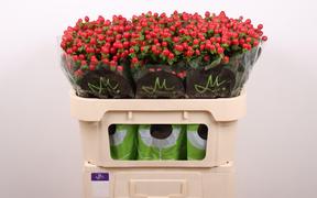 Hypericum tomato flair