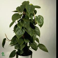 Philodendron scandens závěs
