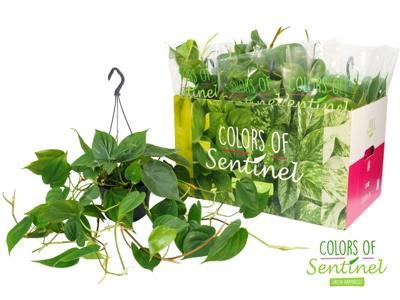 Philodendron scandens závěs