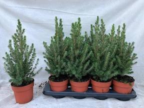 Picea glauca Conica