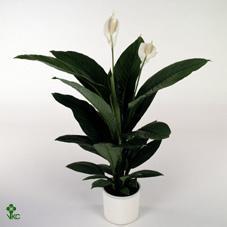 Spathiphyllum Sensation