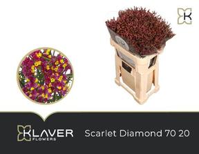 Limonium scarlett diamond