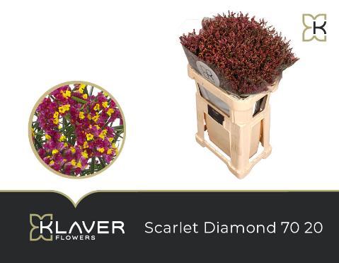 Limonium scarlett diamond