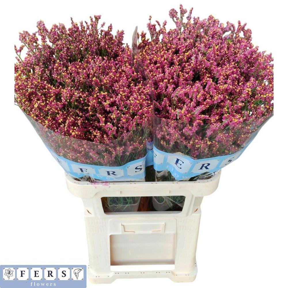 Limonium scarlett diamond