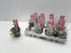 Ceropegia woodii 50+