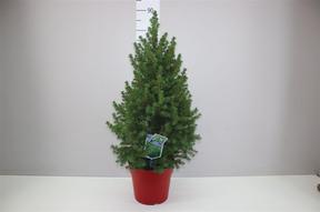 Picea glauca Conica