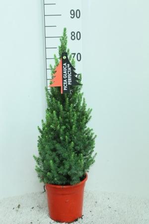 Picea glauca Conica