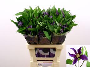 Clematis amazing blue oslo