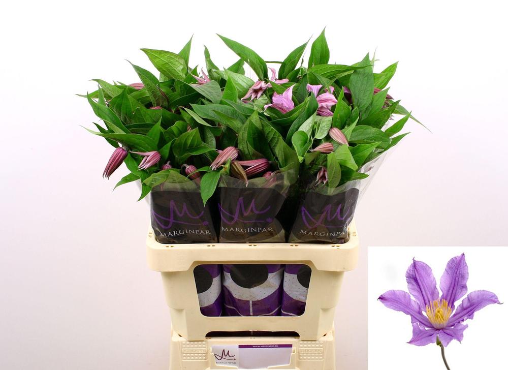 Clematis amazing London