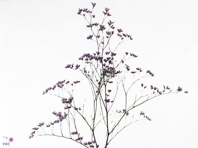 Limonium maine blue
